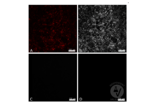 Immunofluorescence validation image for anti-Red Fluorescent Protein (RFP) antibody (ABIN1043867) (RFP 抗体)