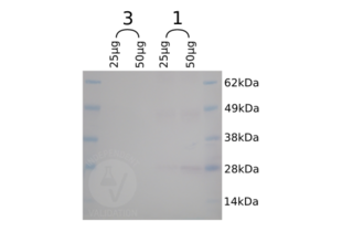 Western Blotting validation image for anti-SNAP Tag antibody (ABIN1573927) (SNAP Tag 抗体)