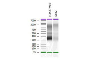 Cleavage Under Targets and Release Using Nuclease validation image for anti-SRY (Sex Determining Region Y)-Box 2 (SOX2) antibody (ABIN2855074) (SOX2 抗体)