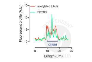Immunofluorescence validation image for anti-Somatostatin Receptor 3 (SSTR3) antibody (ABIN7242714) (SSTR3 抗体)