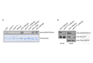 Western Blotting validation image for anti-Tumor Protein P53 (TP53) (meLys370) antibody (ABIN4902067) (p53 抗体  (meLys370))