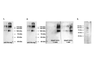 Western Blotting validation image for anti-Outer Dense Fiber of Sperm Tails 2 (ODF2) antibody (ABIN2430582) (ODF2 抗体)