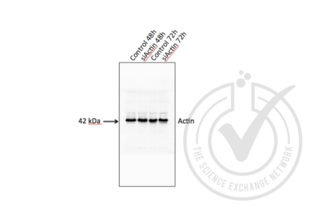 Western Blotting validation image for anti-Actin, beta (ACTB) (AA 2-16) antibody (ABIN1742508) (beta Actin 抗体  (AA 2-16))