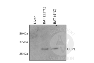 Western Blotting validation image for anti-Uncoupling Protein 1 (Mitochondrial, Proton Carrier) (UCP1) (AA 179-296) antibody (ABIN3056733) (UCP1 抗体  (AA 179-296))