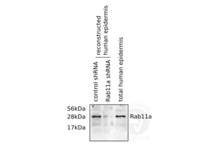 Western Blotting validation image for anti-RAB11A, Member RAS Oncogene Family (RAB11A) (C-Term) antibody (ABIN2346690) (RAB11A 抗体  (C-Term))