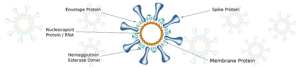 Targets for Coronavirus SARS-CoV-2 antibodies Targets for Coronavirus SARS-CoV-2 antibodies - antibodies-online.com