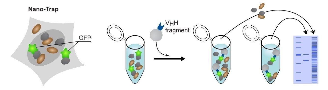 GFP-Traps®
