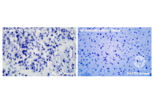 Immunohistochemistry validation image for anti-Digoxigenin (DIG) antibody (ABIN2473338)