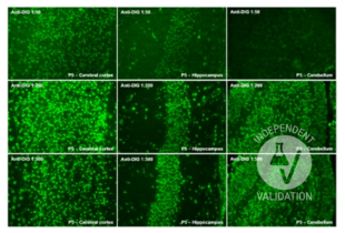 Immunohistochemistry validation image for anti-Digoxigenin (DIG) antibody (ABIN2473338) (Digoxigenin 抗体)