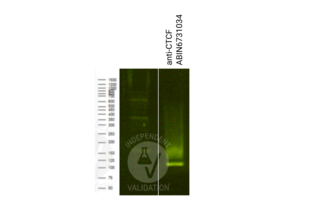 Cleavage Under Targets and Release Using Nuclease validation image for anti-CCCTC-Binding Factor (Zinc Finger Protein) (CTCF) antibody (Sortase,His tag,AVI tag) (ABIN6731034)