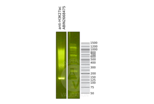 Library profiles comparing fragment size distributions on an E-Gel EX 2% agarose gel (Thermo Fisher). Fragments obtained from CUT&RUN using anti-H3K27ac antibody ABIN2668475 (left) after library preparation, compared to the E-Gel Sizing DNA Ladder (Thermo Fisher) (right).