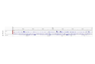 1. Alignment tracks from CUT&RUN targeting H3K27ac in human fibroblast cells using antibody ABIN2668475 showing the SNF8 locus. 2. Alignment tracks for CUT&RUN with the IgG negative control ABIN101961. 3. RefSeq Genes.