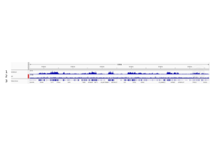 Cleavage Under Targets and Release Using Nuclease validation image for anti-Histone H3 (H3) (H3K36me3) antibody (ABIN2668403)
