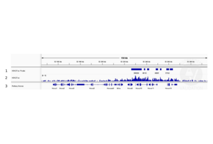 Cleavage Under Targets and Release Using Nuclease validation image for anti-Histone 3 (H3) (H3K27ac) antibody (ABIN2667903) (Histone 3 抗体  (H3K27ac))