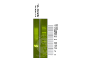 Cleavage Under Targets and Release Using Nuclease validation image for anti-Histone 3 (H3) (H3K9ac) antibody (ABIN2667854) (Histone 3 抗体  (H3K9ac))