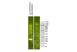 Cleavage Under Targets and Release Using Nuclease validation image for anti-Histone H3 (H3) (H3K36me3) antibody (ABIN2668403)