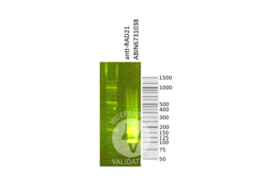 Cleavage Under Targets and Release Using Nuclease validation image for anti-RAD21 Homolog (RAD21) (N-Term) antibody (ABIN6731038) (Recombinant RAD21 抗体  (N-Term))