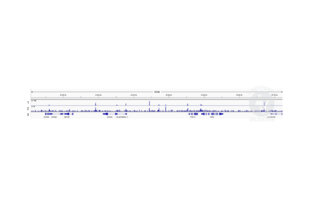 Cleavage Under Targets and Release Using Nuclease validation image for anti-RAD21 Homolog (RAD21) (N-Term) antibody (ABIN6731038) (Recombinant RAD21 抗体  (N-Term))