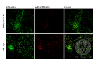 FHL1 antibody