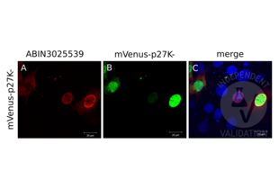 Immunocytochemistry validation image for anti-P27 antibody (ABIN3025539)