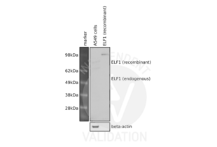 Western Blotting validation image for anti-E74-Like Factor 1 (Ets Domain Transcription Factor) (ELF1) (C-Term) antibody (ABIN6261511) (ELF1 抗体  (C-Term))