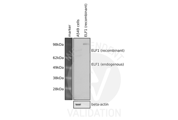 ELF1 anticorps  (C-Term)