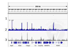 Cleavage Under Targets and Release Using Nuclease validation image for anti-TBX2/3 (Internal Region) antibody (ABIN6265491) (TBX2/3 (Internal Region) 抗体)