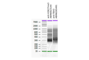 Cleavage Under Targets and Release Using Nuclease validation image for anti-TBX2/3 antibody (ABIN6265491) (TBX2/3 抗体)