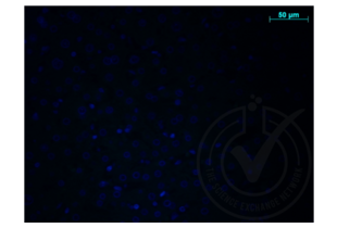 Immunofluorescence validation image for anti-Amyloid beta (A4) Precursor Protein (APP) (AA 666-670) antibody (ABIN197433)