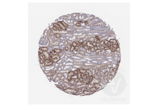 Immunohistochemistry validation image for anti-Solute Carrier Family 22 Member 6 (SLC22A6) (C-Term) antibody (ABIN3044261) (SLC22A6 抗体  (C-Term))