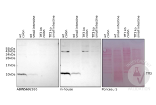 Western Blotting validation image for anti-Trefoil Factor 3 (Intestinal) (TFF3) (AA 23-81) antibody (ABIN5692886)