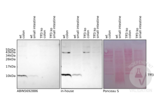 TFF3 anticorps  (AA 23-81)