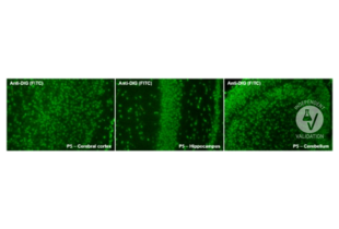 Immunohistochemistry validation image for anti-Digoxigenin (DIG) antibody (FITC) (ABIN1514934) (Digoxigenin 抗体  (FITC))