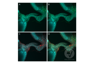 Immunofluorescence validation image for anti-Tyrosine Decarboxylase 2 (TDC2) (C-Term) antibody (ABIN4889606) (TDC2 抗体  (C-Term))