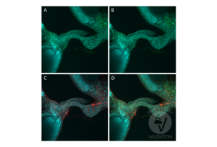 Immunofluorescence validation image for anti-Tyrosine Decarboxylase 2 (TDC2) (C-Term) antibody (ABIN4889606)