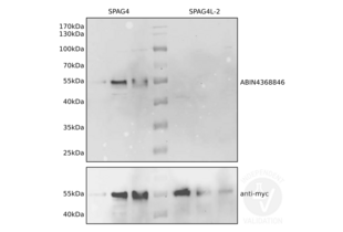 SPAG4 antibody