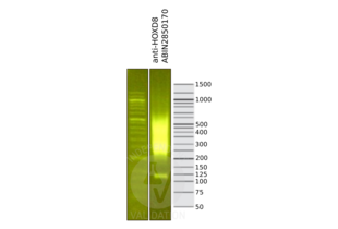 Library profiles comparing fragment size distributions on an E-Gel EX 2% agarose gel (Thermo Fisher). Fragments obtained from CUT&RUN using anti-HOXD8 antibody ABIN2850170 (right) after library preparation, compared to the E-Gel Sizing DNA Ladder (Thermo Fisher) (left).