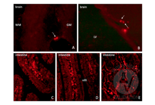 Immunohistochemistry validation image for anti-Iododeoxyuridine (IdU) antibody (ABIN2669973)