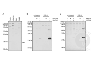 Western Blotting validation image for anti-Finkel-Biskis-Reilly Murine Sarcoma Virus (FBR-MuSV) Ubiquitously Expressed (FAU) (AA 1-30), (N-Term) antibody (ABIN2798885)