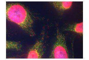 Immunocytochemistry validation image for anti-Chromosome 10 Open Reading Frame 2 (C10ORF2) (Middle Region) antibody (ABIN2775251) (C10orf2 抗体  (Middle Region))