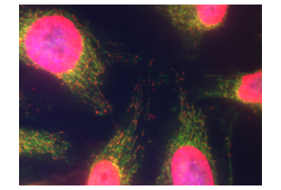 Immunocytochemistry validation image for anti-Chromosome 10 Open Reading Frame 2 (C10ORF2) (Middle Region) antibody (ABIN2775251)