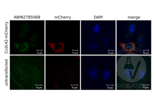 Cells were transfected with Ccdc42 tagged with mCherry (red) and incubated with ABIN2785068 (green). The pictures on the right show the red and green channels merged with DAPI counterstain (blue). 