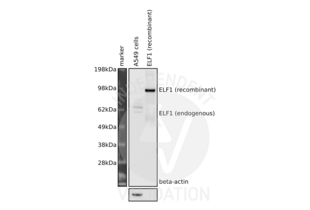 Detection of human ELF1 by western blot using ABIN2779831 diluted 1:500. Samples: whole cell lysate from A549 cells and human ELF1 recombinant protein. Expected molecular weight: approximately 67kDa. 