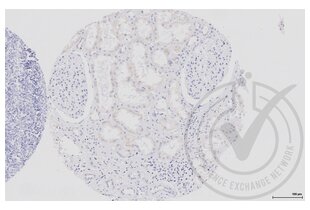 Figure 2. Human kidney stained with isotype control antibody (brown). 