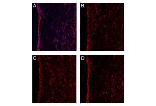 Immunofluorescence validation image for anti-Atp1b2/Na+K+Atpase (AA 201-290) antibody (ABIN738426) (Atp1b2/Na+K+Atpase (AA 201-290) 抗体)