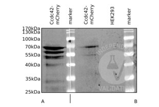 Western blot analysis of lysates from HEK293 cells expressing mCherry tagged Ccdc42 (Ccdc42-mCherry) or untransfected HEK293 cells (HEK293). The membrane was incubated with a primary RFP antibody (A) or ABIN872760 (B). 