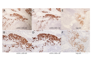 Staining of canine lymph node tissue with ABIN683788. The primary antibody ABIN683788 was used at a 100 fold (A and B) and 500 fold (C and D) dilution. A negative control without primary antibody (E and F) was used to verify the specificity of the stain. Please refer to the protocol for detailed information. Images in the upper row (A, C, and E) were captured at 10x magnification, while the images below (B, D, and F) were taken at 20x magnification.