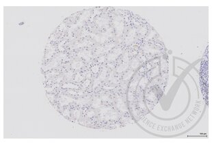 Immunohistochemistry validation image for anti-Dishevelled Segment Polarity Protein 1 (DVL1) (AA 21-100) antibody (ABIN670671)