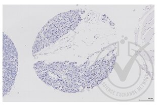 Figure 4: Human pancreas tissue stained with secondary antibody only (brown) and counterstained with hematoxylin. 