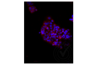 Immunofluorescence validation image for anti-Low Density Lipoprotein Receptor-Related Protein 2 (LRP2) (AA 3401-3500) antibody (Cy3) (ABIN750991)